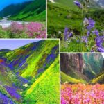 उत्तरकाशी आपदा: डीएम और विधायक ने प्रभावित क्षेत्रों का दौरा, ग्रामीणों की समस्याएं सुनीं