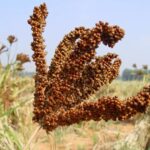 उत्तराखण्ड में क्रांति कर रहा है आयुष्मान भारत कार्ड, अब तक 3300 करोड़ का फ्री इलाज