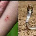 Arjun Bijlani reached Haridwar – मशहूर कलाकार अर्जुन बिजलानी पहुंचे हरिद्वार, पौष पूर्णिमा पर गंगा में लगाई डुबकी